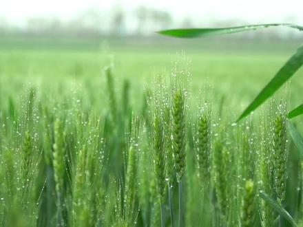 跟拍了半年,我记录下了小麦变成面包的过程#烘焙 #面包 #美食 #小麦 #面粉 @抖音美食达人助手