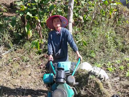 免费教你培育草果苗,种草果技术大揭秘,这是我几十年的经验 #我的乡村生活 #农业种植 #种植