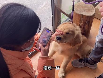 #金毛 出生纸芯片怎么去换购纯血证书你们知道吗