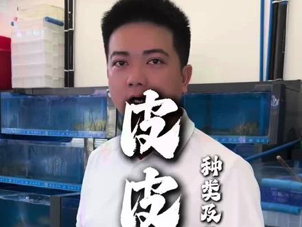 如何看待“4只皮皮虾1035元”事件? #三亚 #三亚海鲜 #皮皮虾 #泰虾 #赖尿虾