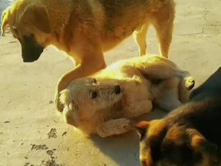 长毛狗王生成记,潦草狗王!#狗王 #下司犬 #农村土狗