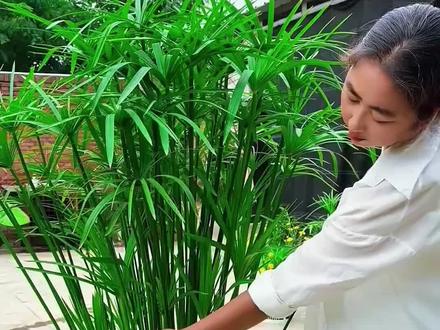 我推荐你一定要试试这个水竹盆栽,它不仅好看还好养,一年四季都是绿油油的,不管是摆在客厅还是办公室,都能让人心情变好,它可以土培也可以水培#水竹也叫旱伞草 #水竹 #水培植物 #鱼缸造景 #鱼缸净水
