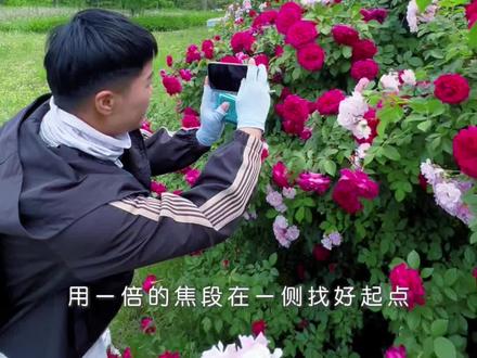 蔷薇花拍摄运镜技巧#手机摄影 #蔷薇花 #拍花技巧 #拍摄技巧 #摄影教学