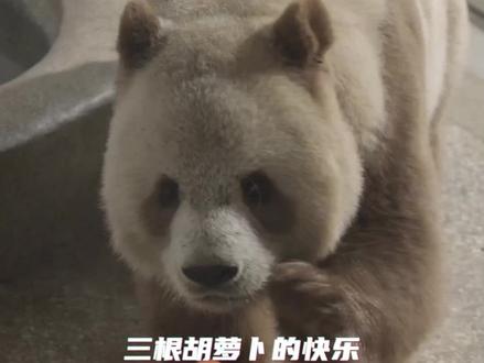 仔仔一次加餐有三根胡萝卜,开心极了
#大熊猫 #大熊猫七仔 #来这吸熊猫 #国宝熊猫 #萌到爆炸了💥