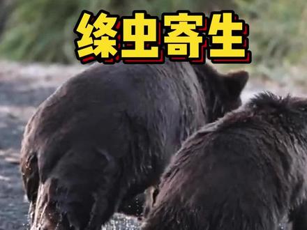 绦虫寄生在熊身上#野生动物零距离 #熊