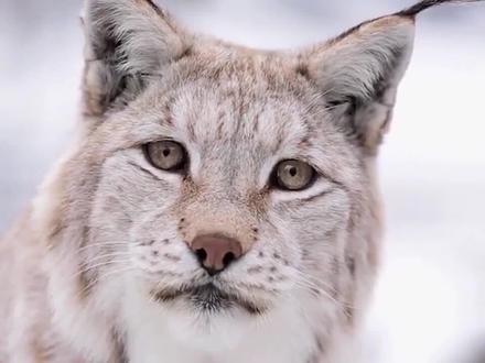 猞猁别名山猫,狡猾 谨慎 凶狠,它是怎样捕猎的呢?