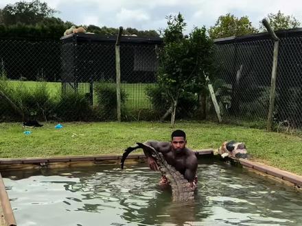 人工饲养的鳄鱼会伤害人吗 #鳄鱼#动物科普