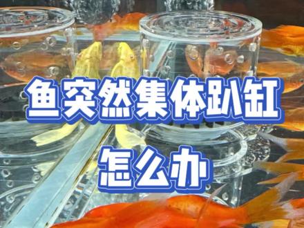 鱼突然集体趴缸怎么办#养鱼日记 #养鱼养心 #养鱼