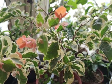 二次复花的橙冰,终于给了我一点颜色看看! #三角梅 #橙冰三角梅 #室内养花 #室内养花草 #我的花园 #室内三角梅 #养花人的日常