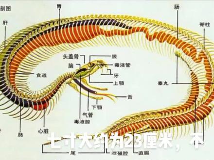 七寸不烂之舌?如何解释#成语接龙