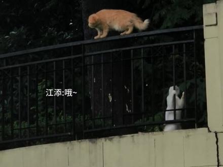 “哦~”“哼!”#某某 #江添 #盛望