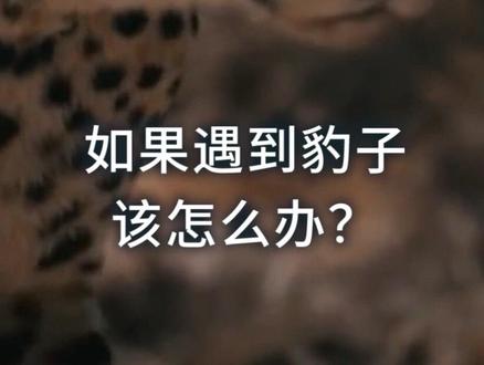 如果遇到豹子该怎么办?#科普知识#知识合伙人