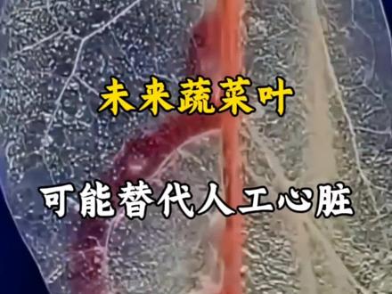 不敢相信未来的蔬菜叶可能替代人工心脏#菠菜叶 #人工心脏 #内容启发搜索
