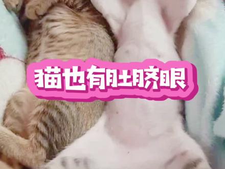 来来来,找找猫的肚脐眼儿#猫咪的迷惑行为 #萌宠出道计划