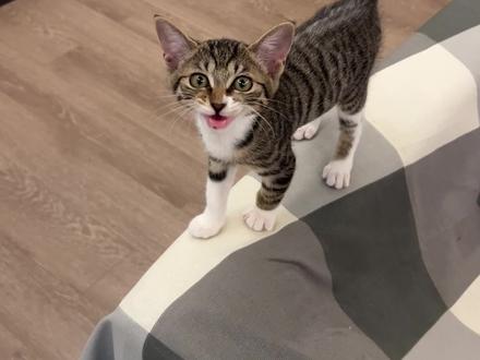 原来我们家猫祖籍四川的???#这是我一手养大的猫 #简州猫 #简州猫与狸花猫的区别