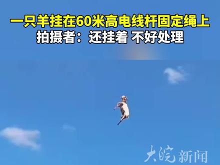 一只羊挂在60米高电线杆固定绳上 拍摄者:还挂着 不好处理