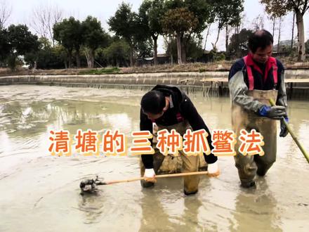 清塘捉鳖的三种方法 #真实户外 #我的乡村生活 #我的农村生活 #老甲鱼