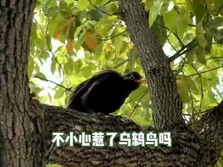 惹到乌鸫吗 那很命苦了 #乌鸫 #鸟中复仇王 #记仇