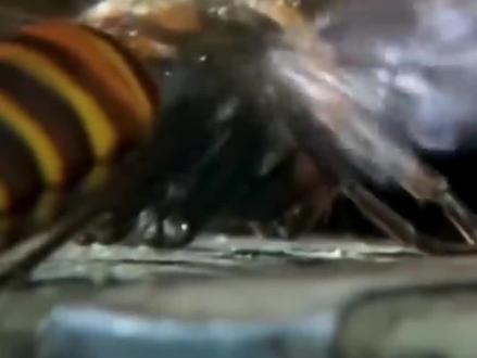 热杀蜂球,依靠温度杀死天敌的奇特防御方式
#冷知识 #科普 #科普一下 #知识创作人 #动物