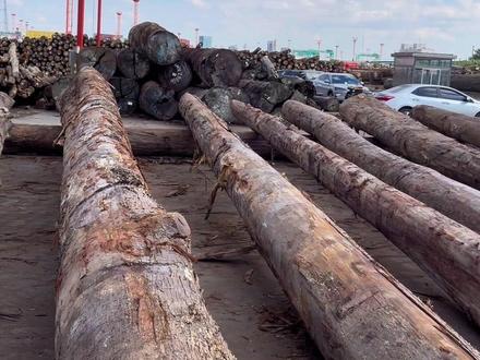 #上热门 今日讲下坤甸木