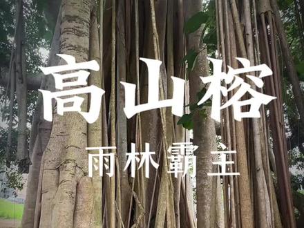 千条气根如瀑亦如桥,撑起南国云霄——高山榕#独木成林 #高山榕 #植物@抖音小助手