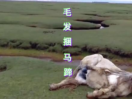 野马妈妈太可怜了,被自己的毛发捆住了马蹄,幸好小哥及时发现将它救助#神奇动物在抖音 #野生动物零距离 #动物 #抖音看世界 #户外