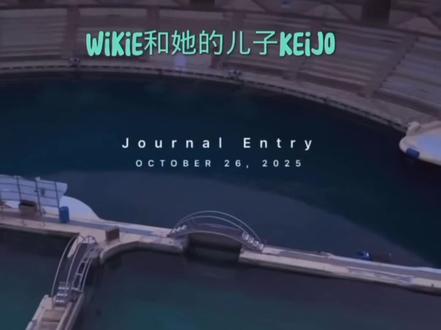 被遗弃在海洋馆的虎鲸母子,能不能离开这大鱼缸,回到海洋?💔