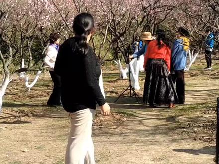 南京古林公园,2026年1月15日,上午拍摄,冬季梅花盛开的季节到了