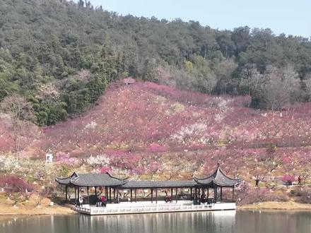 时间真的不经用,又到一年梅花季……#梅园#航拍