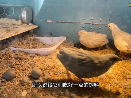 我孵出的瓦灰色系芦丁鸡下蛋啦#人工孵化 #芦丁鸡 #孵蛋