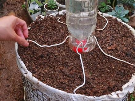 不用的矿泉水瓶不要丢,自制懒人花盆自动浇水器,过程只需三分钟#阳台种菜 #阳台种植 #种植 #家庭养花 #新农人计划 @抖音小助手