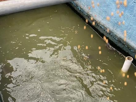 100只大口鲶在池子里养了6个月,越养越不对劲,清理池子看看啥情况 #大口鲶 #鲶鱼 #水池养鱼 #乡村守护人