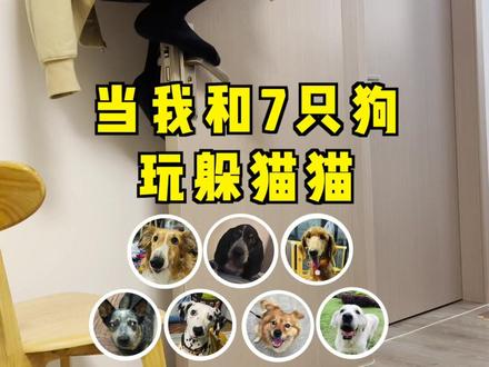 在门把手上的每一秒都很心寒#笨蛋小狗 #养狗的乐趣 #一生要强的狗主人