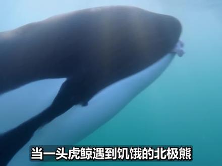 02当虎鲸遇到饥饿的北极熊,会发生什么?北极熊能猎杀虎鲸吗? #北极熊 #虎鲸