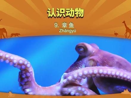 少儿早教启蒙动画认识动物9-章鱼#动画 #动物 #章鱼 #早教 #少儿动画