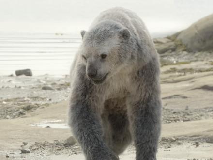 300年前的斯特拉海牛是海牛目的扛把子 #古生物 #海洋生物 #史前巨兽