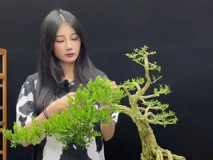 #同城热门 #黄杨盆景 #皱皮雀舌黄杨 今天教大家怎么修剪荒野