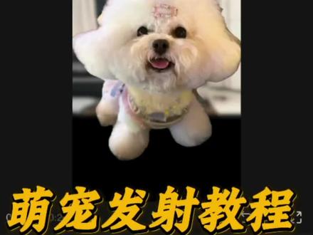 小狗发射特技教程,萌娃发射特效,萌宠发射特效,萌娃发射特技教程,萌宠发射教程#萌娃发射 #萌宠发射特技 #小狗就是拿来玩的#剪辑教程#剪映