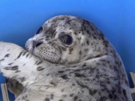 海豹:马年到拍肚皮收红包啦 #动物解说 #海豹 #动物世界 #动物独白 #马年