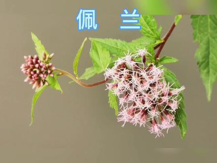 菊科植物泽兰属,它的名字叫佩兰#中草药 #植物 #佩兰