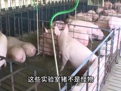 日本“圈养”大批“半人半猪”,体内长着人体器官,说是为救人命#涨知识 #科普一下 #内容启发搜索