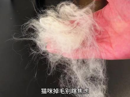 家里猫咪掉毛,别在瞎焦虑了,这是缺少D生物素的表现!#唯特 #生物素 #掉毛怪 #猫咪 #养猫人