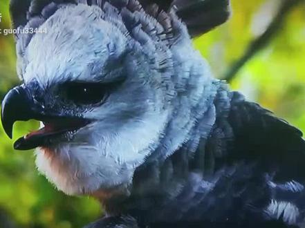 大鹰捕捉大弥猴精彩瞬间,快.准.狠.简直是一步到位!