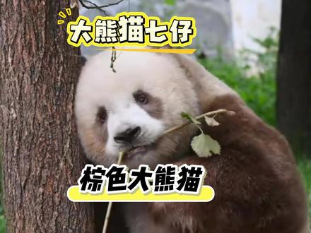 可爱的大熊猫七仔,到底谁不喜欢这么可爱又搞怪的大熊猫!!! #大熊猫#大熊猫七仔 #秦岭大熊猫 #七仔 #棕色大熊猫七仔