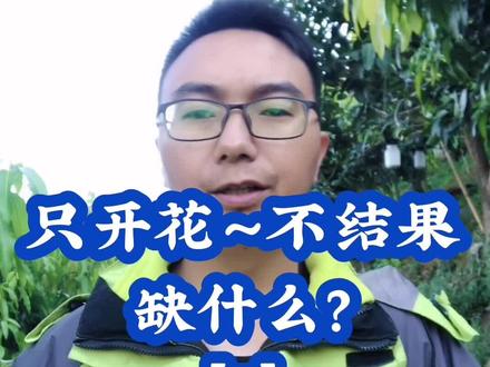 只开花,不结果,到底缺什么?#芒果 #花芽分化 #服务三农