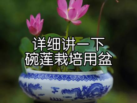 万物皆可养莲:周老师详细讲一下碗莲种植用盆#花卉绿植 #种花 #养花 #荷花 #莲花