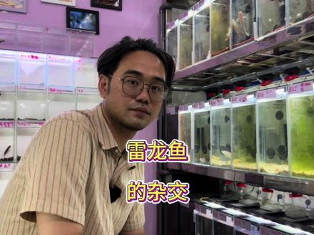 雷龙鱼的杂交 #雷龙鱼 #健康水族 #幻彩红宝石雷龙 #幻彩蓝宝石雷龙