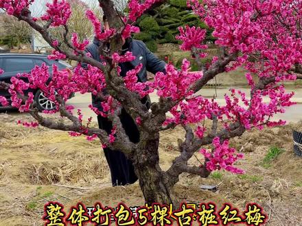 特价的5棵原生骨里红梅花,现在正值满树爆花的时候#梅花
