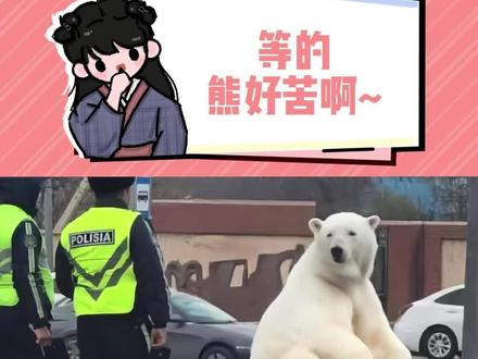 熊:你们不要,我就去别人家当萨摩耶 #北极熊 #万万没想到 #离谱
