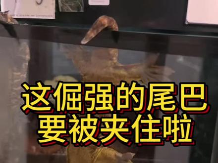 尾巴断了也能再生的巨人守宫#巨人守宫 #爬宠 #异宠 #断尾 #爬宠日常